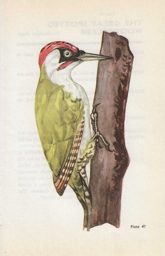 Vintage bird print book - print,,