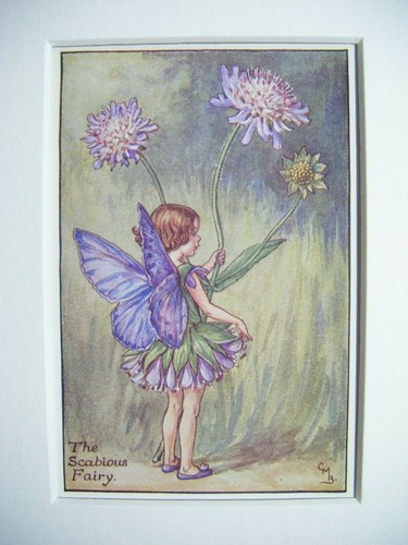 The scabious fairy - the,