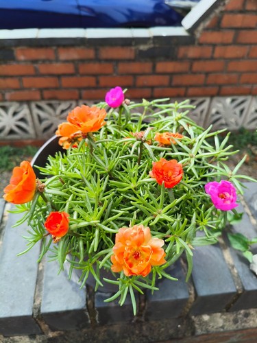 Moss rose cuttings - moss, portulaca