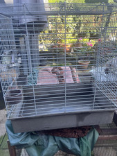 Parrot And Cockatiels Cages