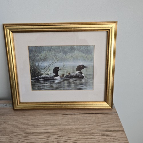 Loons the pond nprthen - loons,