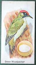 GREEN WOODPECKER & EGG