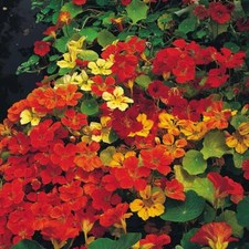 Thompson & Morgan Nasturtium