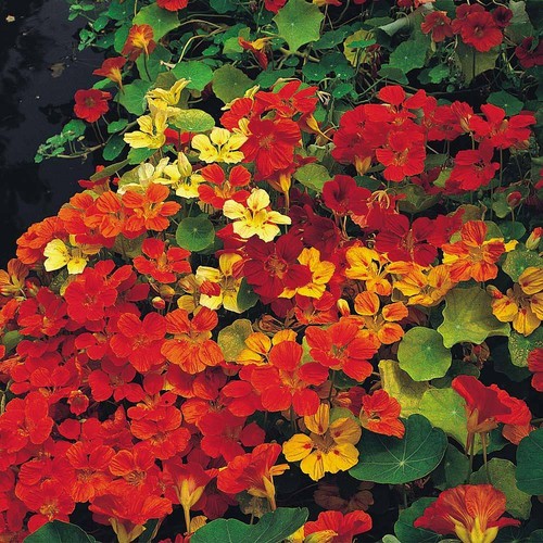 Thompson morgan nasturtium - &,