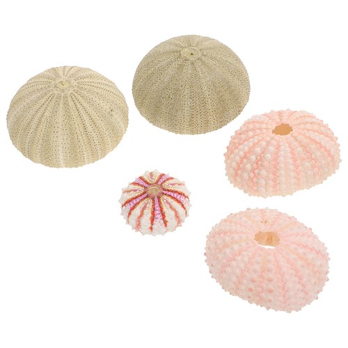 5pcs natural sea urchin shell - natural,