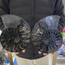 2lb large natural fossil - 5.2lb,