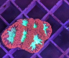 Australian Blasto Wellsi Coral