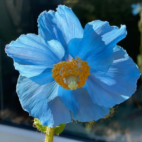 Meconopsis lingholm himalayan - meconopsis,