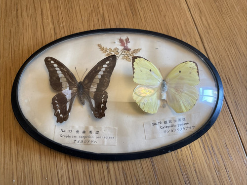 Framed butterflies graphium - framed,