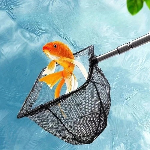 Pond net catch fish - net,