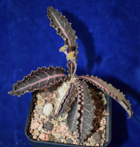 Euphorbia francoisii - euphorbia,