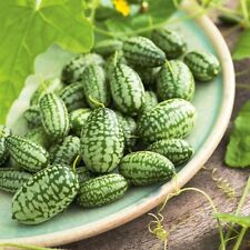 Cucamelon seeds, Sweet and a