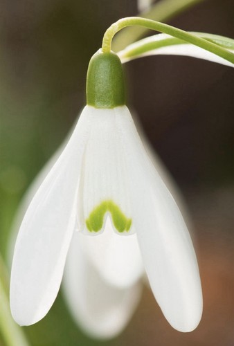 15xtraditional snowdrop - 15xtraditional,