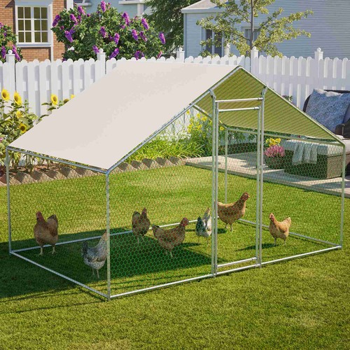 Chicken run cage walk pet - walk, hen