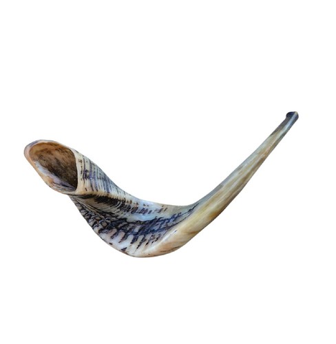 Authentic kosher ram horn - authentic,