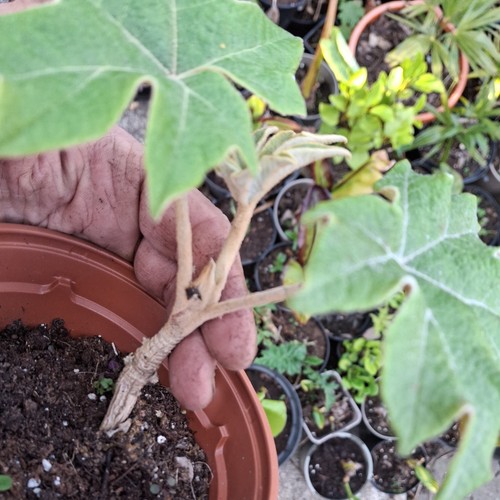 Tetrapanax rex own type - ,