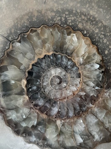 Large polished fossil ammonite - polished,