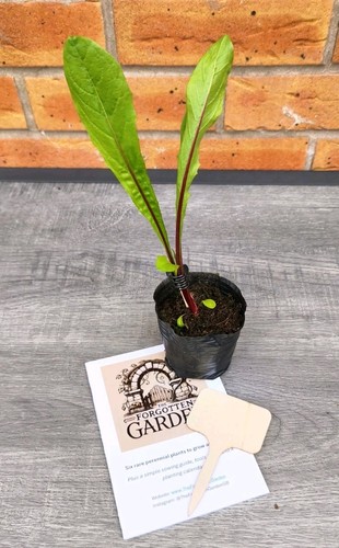Traditional coffee root - root, –