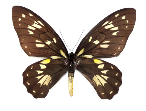 Ornithoptera victoriae