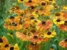 Helenium Plant Sahin's ORGANIC 12cm Sahins Early Flowerer Hardy Perennial UK