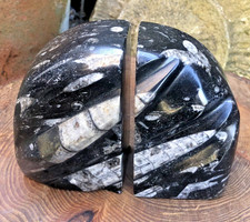 Ancient Moroccan orthoceras