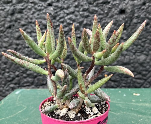 Adromischus filicaulis redeggs - filicaulis,