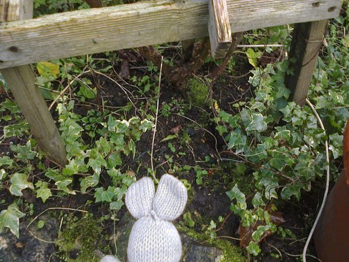 One english variegated ivy - one,