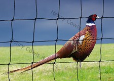 1.5" Poultry Game Netting 10m x 10m  Pheasant Anti Bird Net 38mm Mesh Knotted