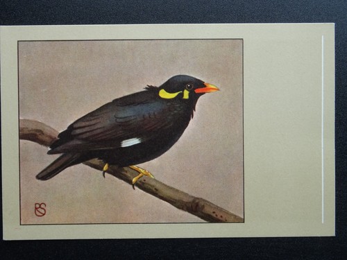 Bird theme hill mynah - theme, c1950s