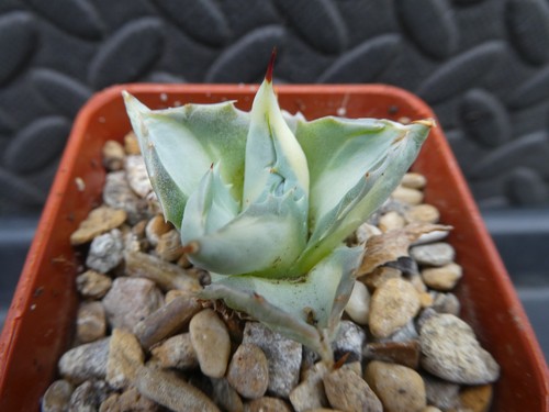 Agave isthmensis ohi rajin - isthmensis,