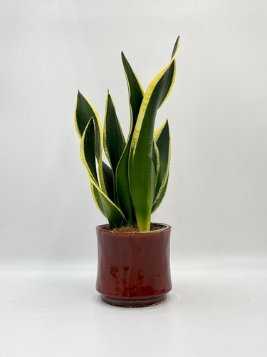 Sansevieria black gold - sansevieria, snake