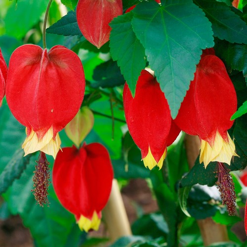 Abutilon megapotamicum bushy - abutilon,
