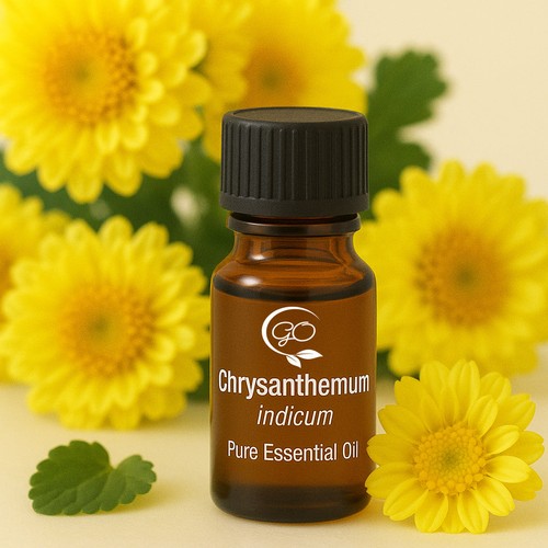 Chrysanthemum pure essential - chrysanthemum,