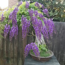 Very Old Wisteria Bonsai Trees