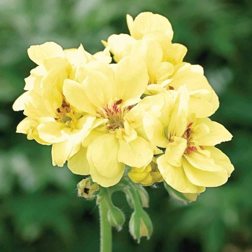 Yellow geranium seeds - geranium,