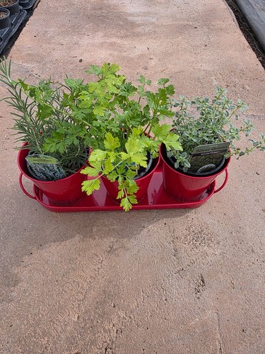 Live herb plants rosemary - 3,