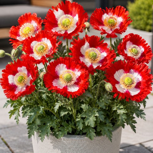 Danish flag red - 50, &