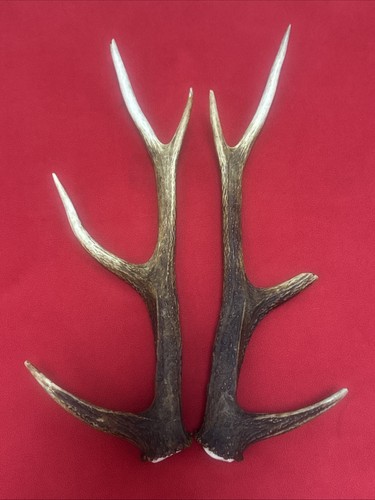 Pair sika deer - pair,