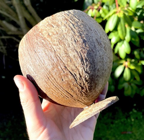 Antique carved coconut coco - antique,