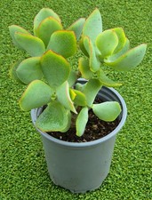 Crassula arborescens (Ripple Jade) Large Plant. 9 cm Pot