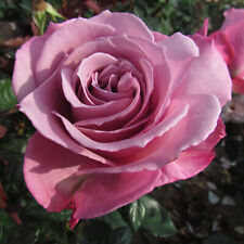 Silver Shadow - 5.5lt Potted