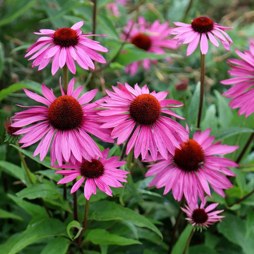 Echinacea purpurea magnus - 2,