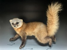 stuffed  animals,Real Japan