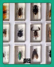 Insect Taxidermy Specimens -