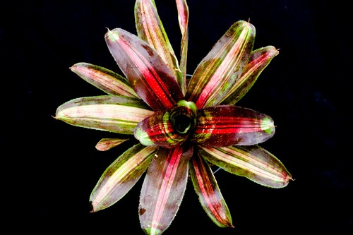 Bromeliad neoregelia kahala - bromeliad,