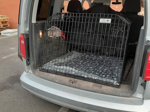 Sloping dog pet puppy travel - dog,