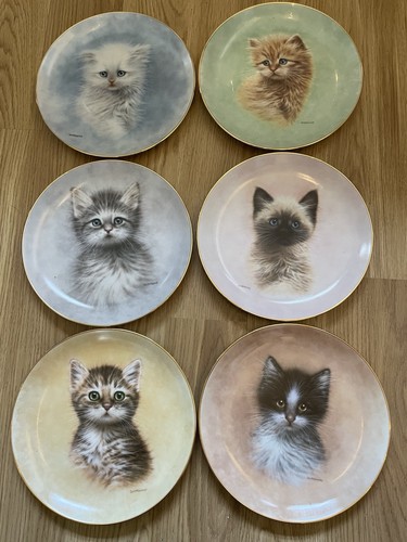 Giordano kittens - giordano’s,