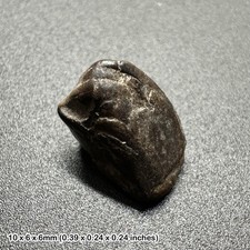 Triceratops dinosaur