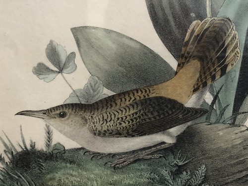 Audubon birds america - audubon,