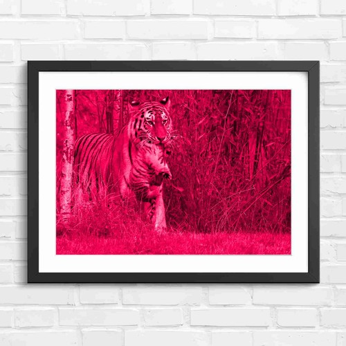 Mother tiger carrying cub - tiger,